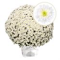 Afbeelding van Bolchrysant P19 "Geen Kleur"!!! White